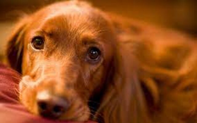 Cucciolo di cane legato e abbandonato è stato salvato da quattro ragazzi (VIDEO)