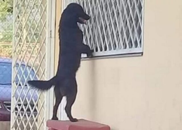 Cucciolo di cane nero aspetta che il piccolo umano esca dalla classe