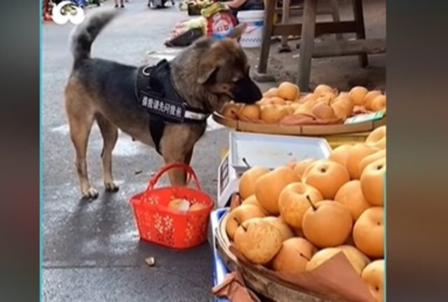 Un cucciolo di cane va al mercato da solo e fa la spesa come un umano (VIDEO)