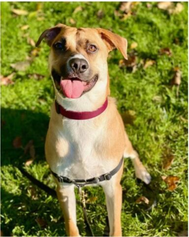 Cucciolo di cane con il sorriso storto fa innamorare di lui