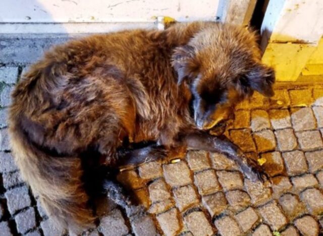 Il cucciolo di cane Nerone è scomparso da oltre due giorni (VIDEO)