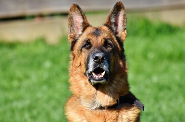 Cucciolo di cane avvelenato nel peggiore dei modi