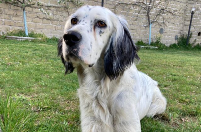 Morlupo, una cagnolina Setter di nome Cataleya si perde, per il ritrovamento c’è la ricompensa