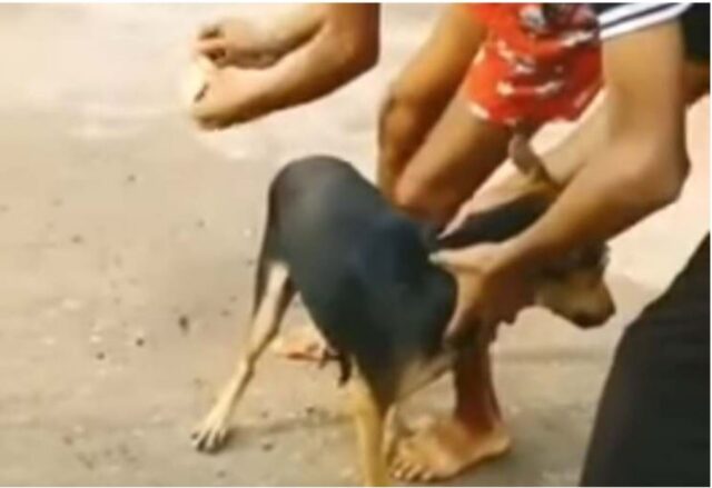 Cucciolo di cane rischia la vita per colpa di alcuni petardi