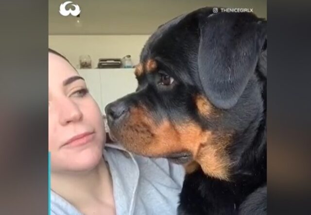 Un piccolo cucciolo di Rottweiler viene preso in giro dalla sua mamma umana (VIDEO)