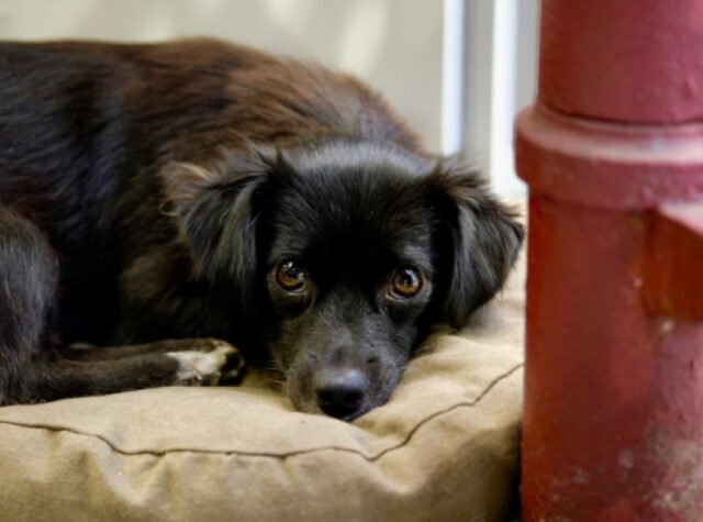 Pisa, scappa una cagnolina di nome Pupetta, la piccola aveva appena conosciuto l’adozione