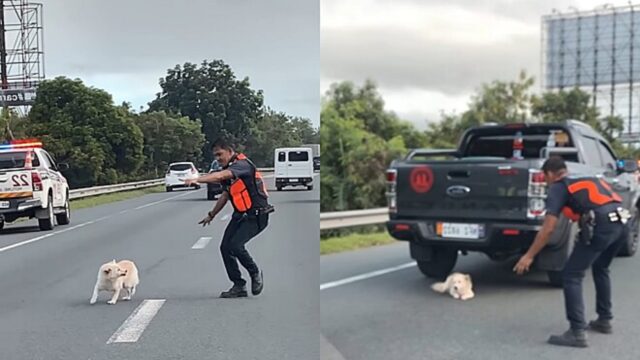 Gli agenti di polizia si mobilitano per salvare la cagnolina in mezzo alla strada trafficata