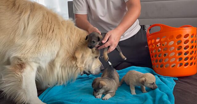 Il golden retriever è felicissimo quando il suo padrone porta a casa 5 nuovi cuccioli (VIDEO)