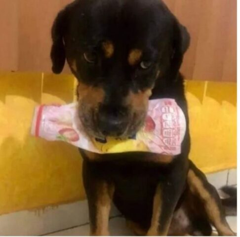 Cucciolo di cane porta dei regali davvero speciali per i volontari