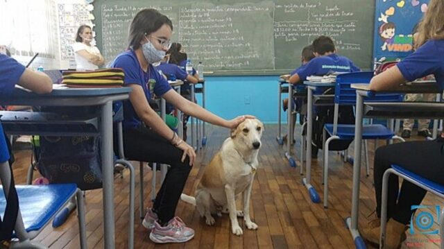 La scuola adotta un cane abbandonato davanti all’istituto e sensibilizza i bambini all’amore per gli animali