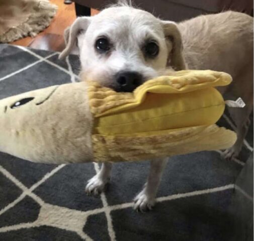 Il cane di 20 anni non riesce a dormire senza coccolare la sua banana ripiena di peluche