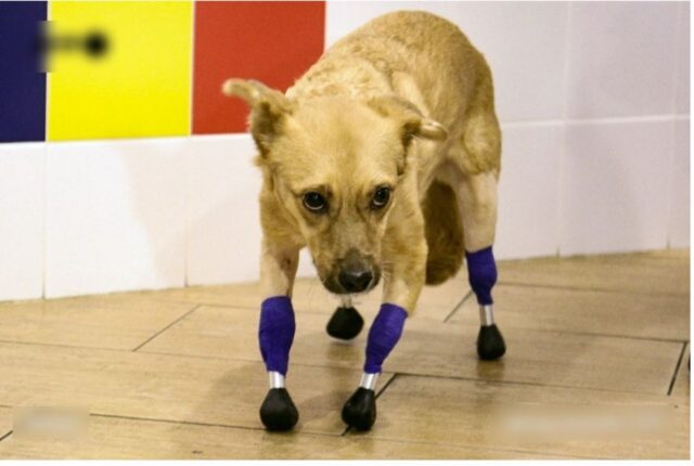 Cucciolo di cane cammina di nuovo grazie alle sue zampe bioniche