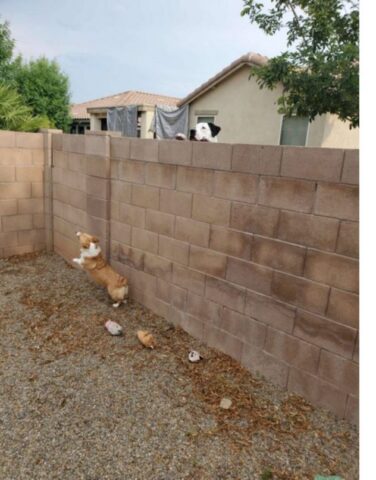 Cucciola di cane tenta di scavalcare un muro: vediamo perché