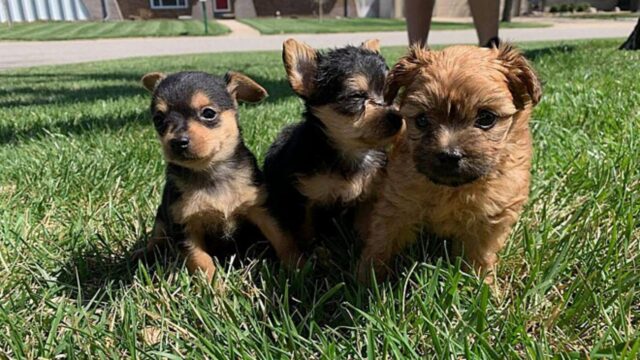 Questi 3 cuccioli di cane sono fratelli, ma veramente molto diversi tra loro