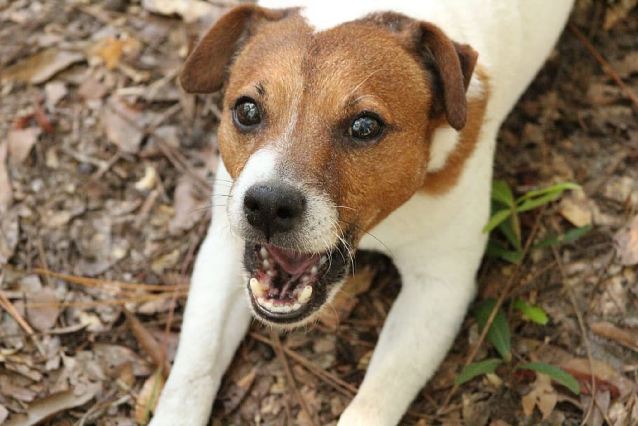 Pets article. Джек Рассел. Парсон-Рассел-терьер. Jack Russell Terrier. Парсон Рассел терьер гладкошерстный.