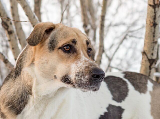 8 foto buffe di cani distratti e sciocchi, le loro gesta rimarranno negli annali