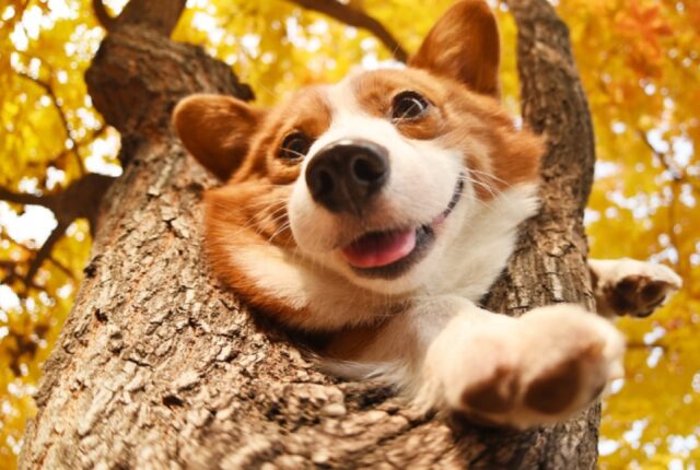 8 foto che ci danno altrettanti motivi per amare alla follia i cani Corgi