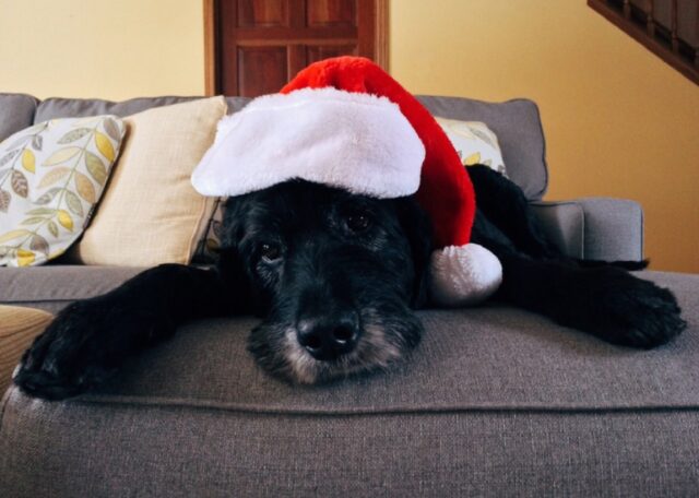 8 foto che ci mostrano come alcuni simpatici cani hanno festeggiato il Natale