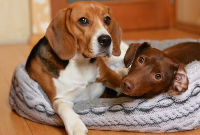 8 foto di cani ai quali avevano promesso una cuccia, ma nessun gatto era stato menzionato