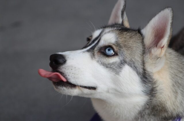 8 foto di cani ai quali hanno detto di esprimere al massimo la loro vena comica