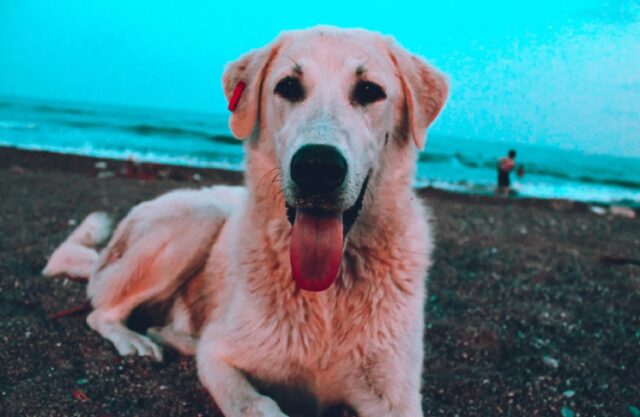 8 foto di cani ai quali nessuna persona dotata di cuore può resistere