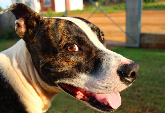 8 foto di cani ai quali basta un singolo movimento del corpo per mandare in visibilio chiunque