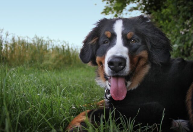 8 foto di cani che devono per forza fare sempre di testa loro