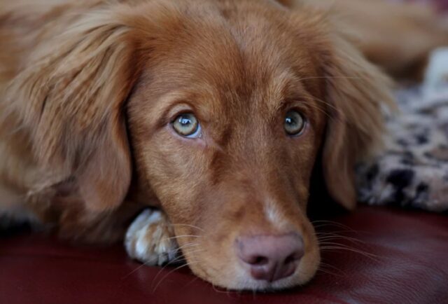 8 foto di cani che lottano ogni giorno per guadagnarsi il posto nella cuccia che spetta loro di diritto