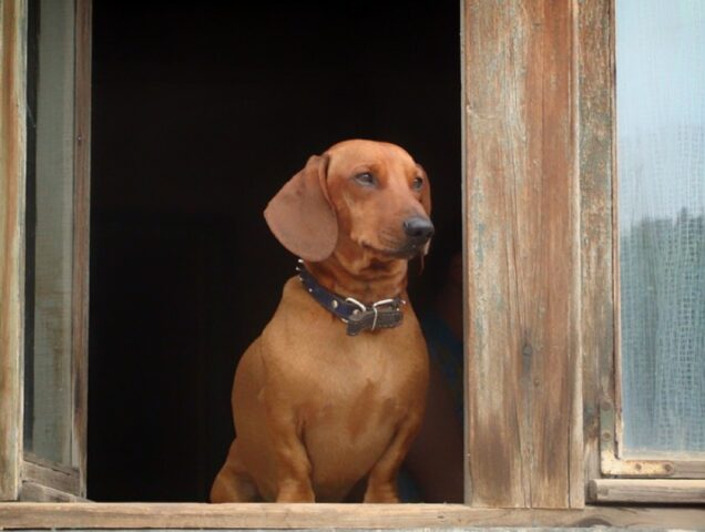 8 foto di cani che non sanno proprio come sfruttare il loro tempo libero