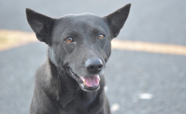 8 foto di cani che, pur senza saperlo con certezza, sono diventati idoli dell’internet