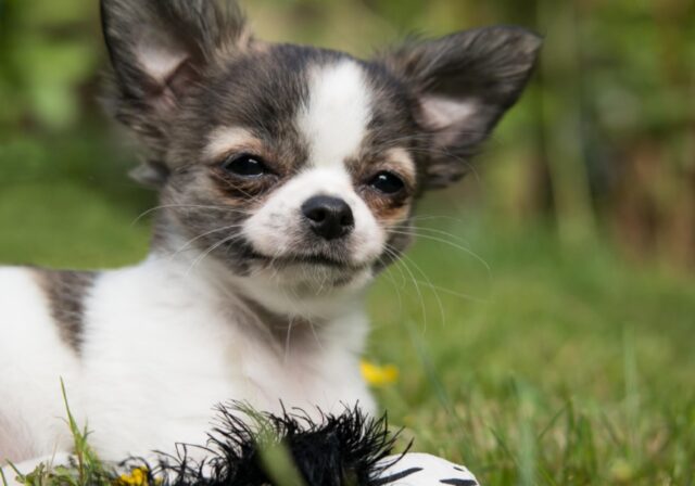 8 foto di cani che sanno di avere qualcosa di speciale, ma devono ancora capire cosa