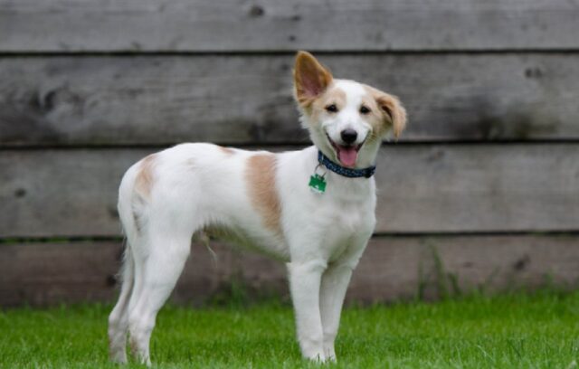 8 foto di cani che sanno di averla combinata grossa e cercano aiuto per uscirne fuori