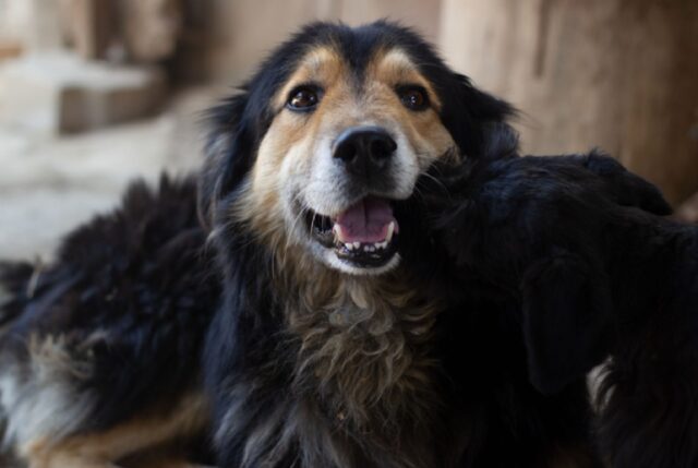 8 foto di cani così presi dalle loro azioni insensate da non ascoltare più nulla e nessuno