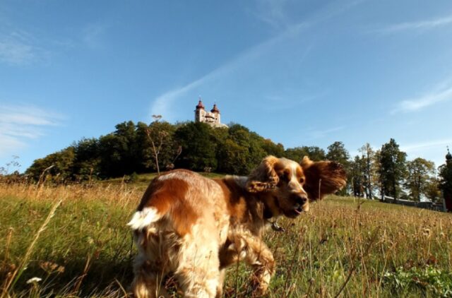 8 foto panoramiche di cani che i proprietari non avrebbero mai voluto scattare