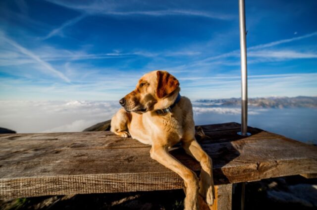 8 foto panoramiche di cani mal riuscite che vi strapperanno più di un sorriso