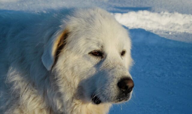 8 foto scattate al momento giusto che fanno sembrare i cani degli enormi giganti