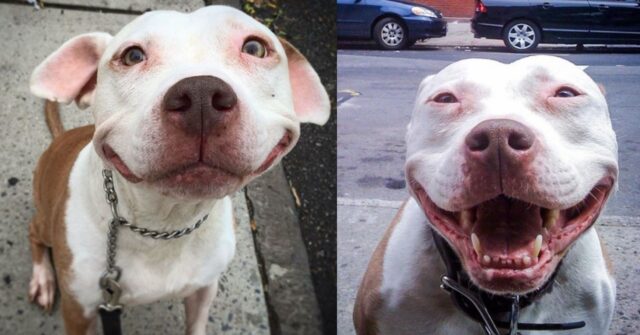 Brinks, il Pitbull che dopo l’adozione non riesce a smettere di sorridere