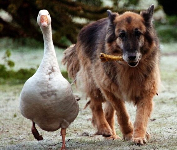 Geraldine e Rex, un’amicizia particolare che ha salvato una vita