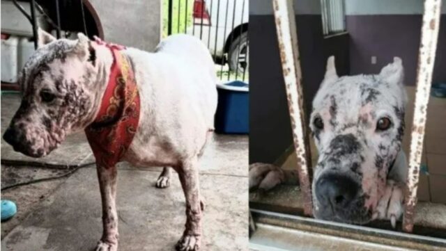 Inocencia, la Pitbull che ha passato 6 anni in rifugio a causa del suo aspetto