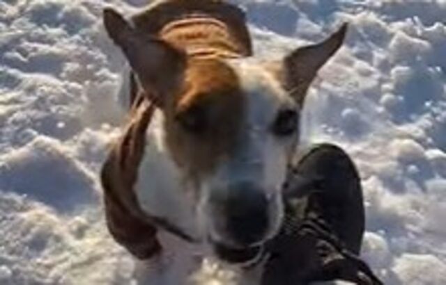 Un cucciolo di Jack Russel corre sulla neve e si diverte moltissimo (VIDEO)