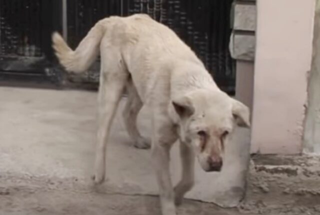 Jindol, il cane che ha perso la sua umana, piange ogni giorno