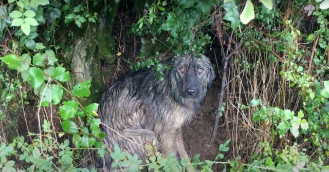 Lady, la cagnolina abbandonata che ha aspettato sotto la pioggia battente