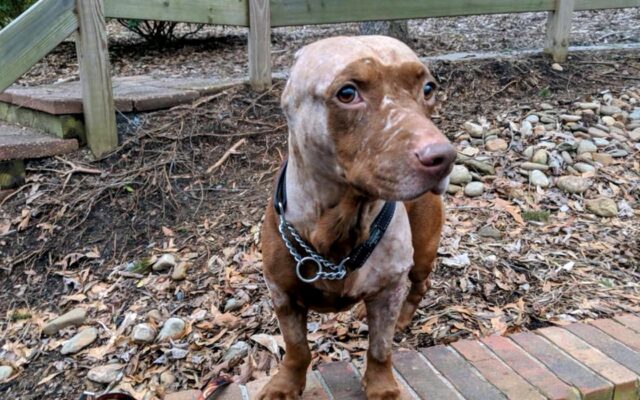 Legend, il cagnolone a cui hanno strappato le orecchie