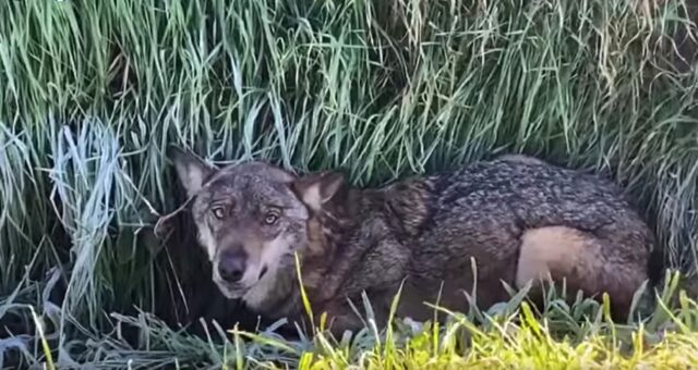 Lupa investita e lasciata sul ciglio della strada (VIDEO)