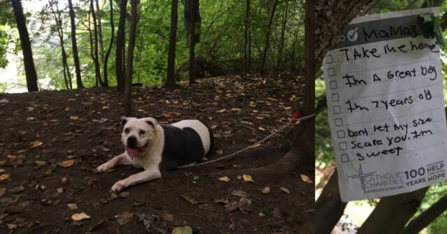 Mamas, la Pitbull trovata legata ad un albero, ha uno strano biglietto accanto a sé