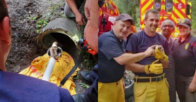 Mamma cane intrappolata in un canale di scolo sotterraneo insieme ai suoi cuccioli