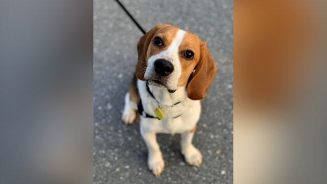 Milo, il Beagle che ha salvato la vita della sua vicina di casa