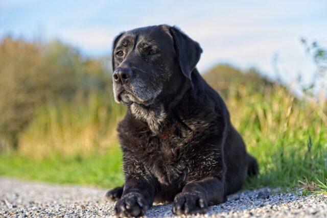 Niki, il cagnolone di 11 anni abbandonato in canile piange ogni notte