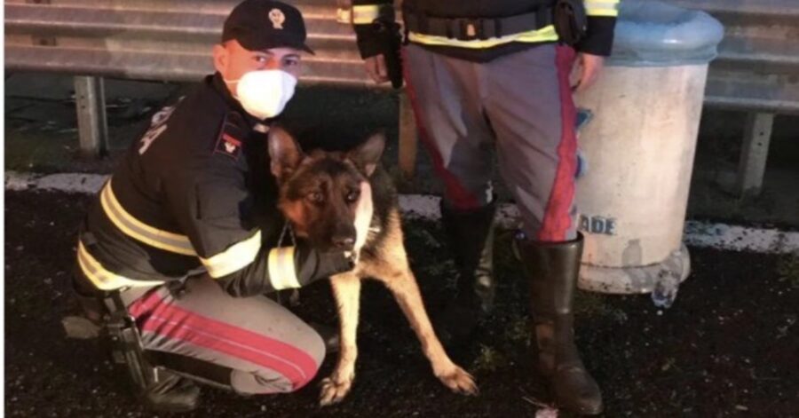 poliziotti salvano un cane abbandonato