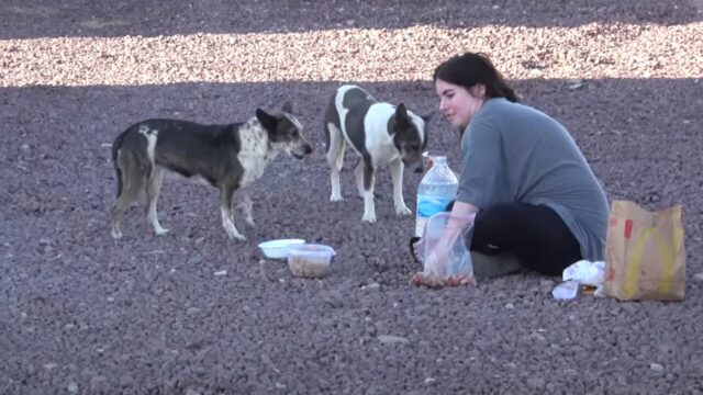 Phryne e Essie, i due cagnolini abbandonati nel deserto